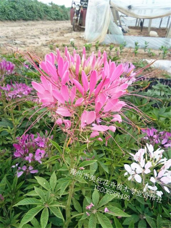 醉蝶花