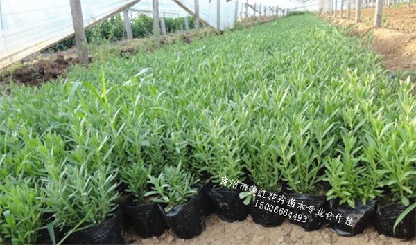 宿根薰衣草