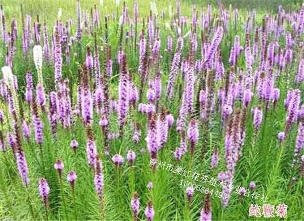 蛇鞭菊