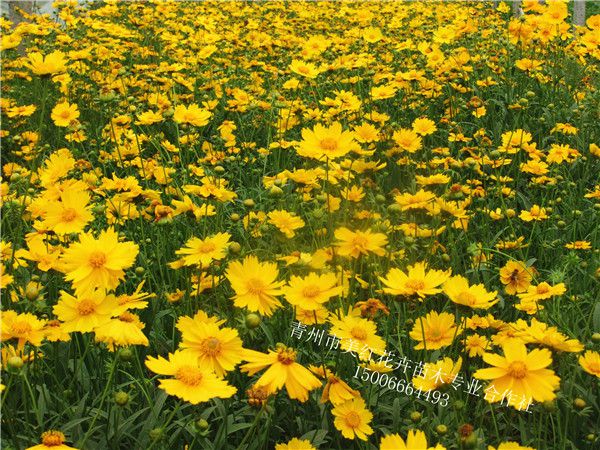 金鸡菊
