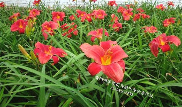 鸿运萱草