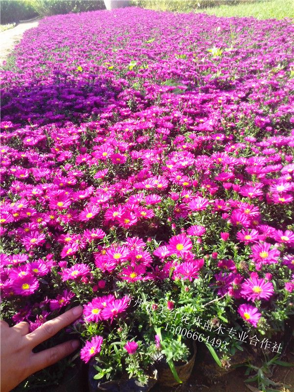 荷兰菊