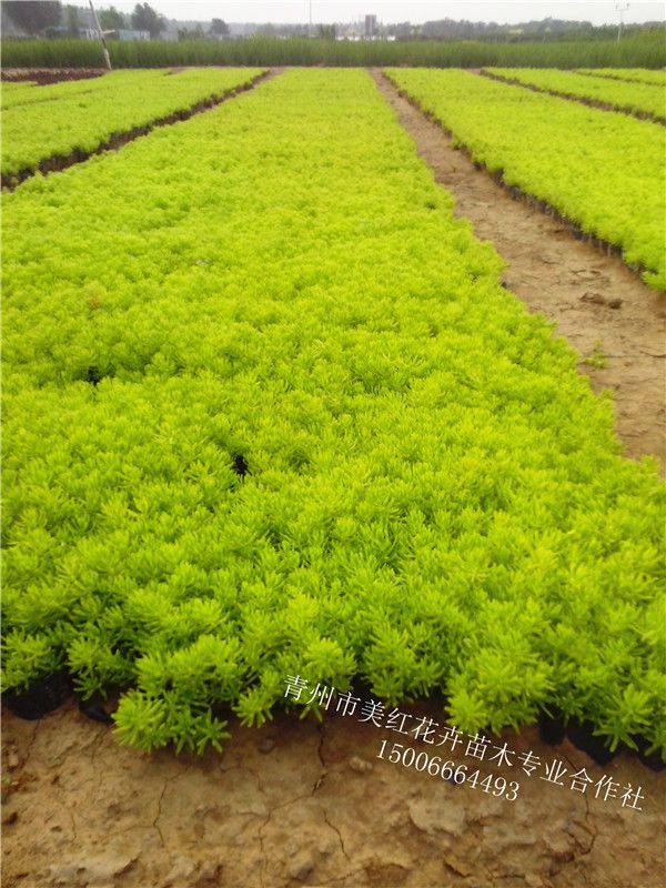 佛甲草