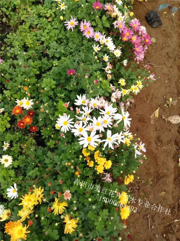 地被菊