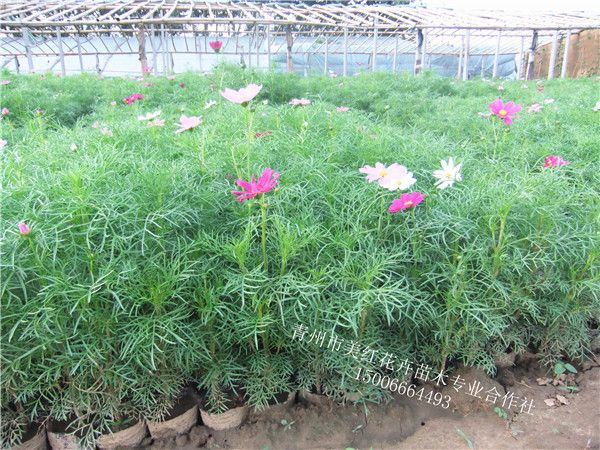 波斯菊