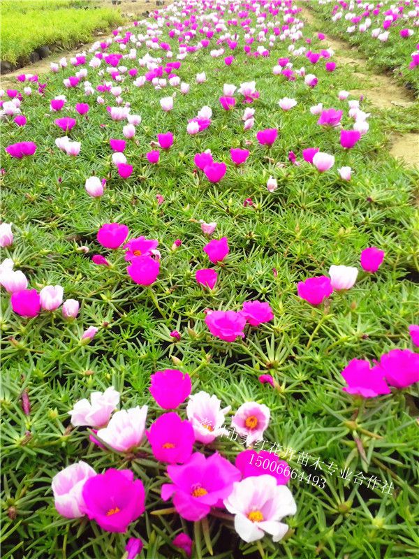 太阳花