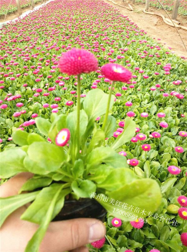 雏菊