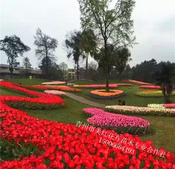 郁金香景观