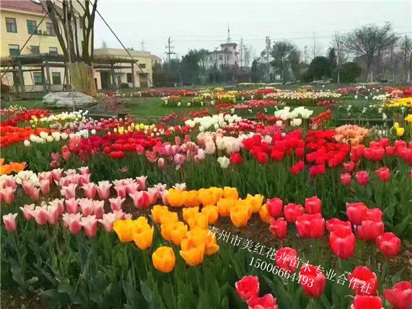 郁金香花海