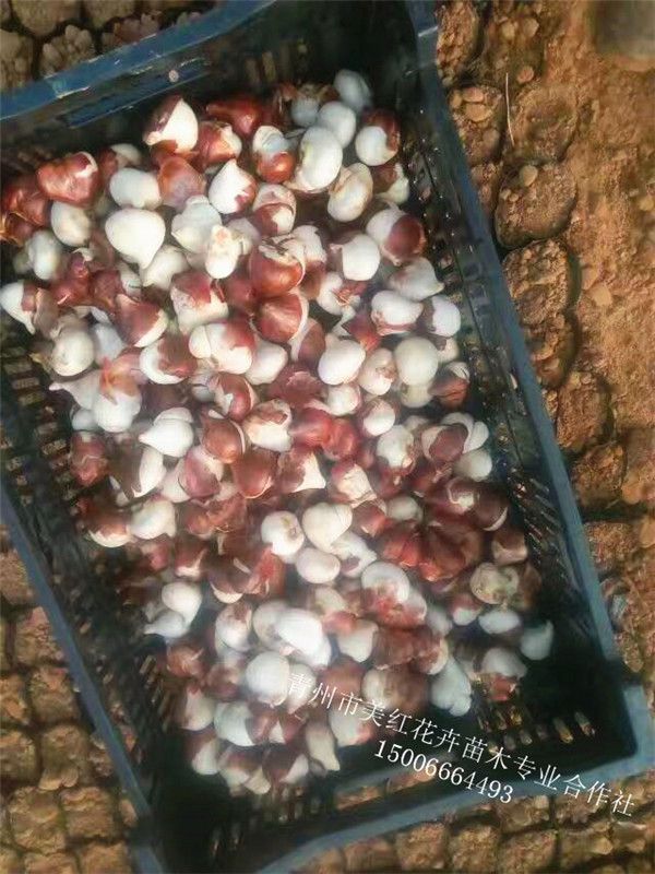 郁金香荷兰进口种球