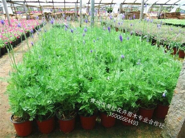 羽叶薰衣草盆栽