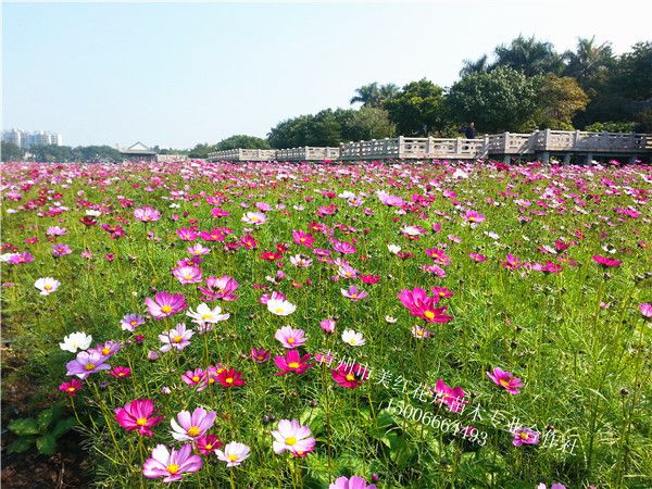 波斯菊花海