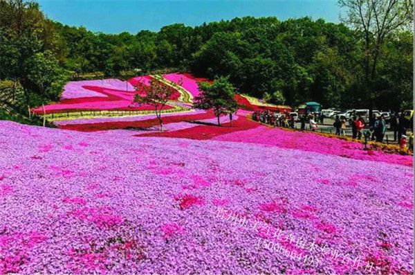 芝樱花海