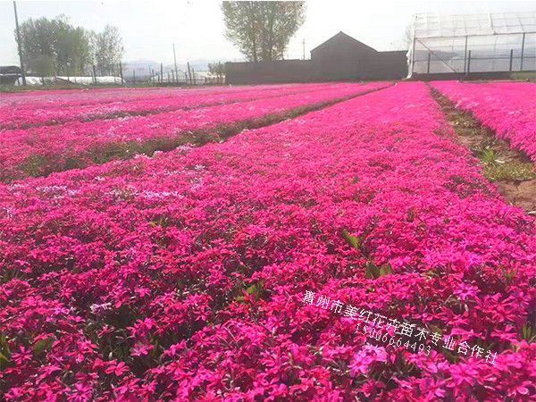 芝樱